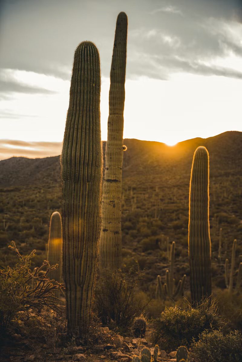 Saguaros at golden hour in the Tucson desert